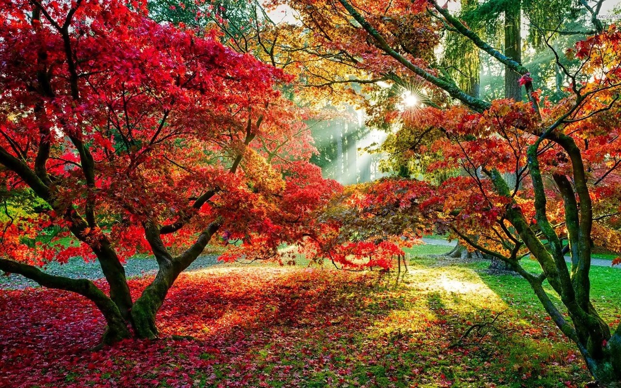 Обои деревья, лес, листья, осень, красные листья, тропинка, солнечные лучи, осенний лес, trees, forest, leaves, autumn, red leaves, path, the sun's rays, autumn forest разрешение 1920x1080 Загрузить