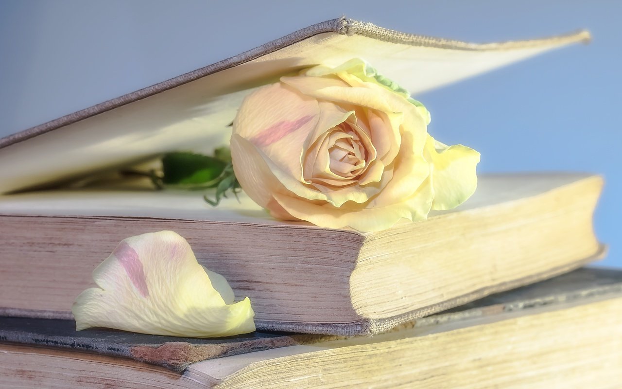 Обои цветок, роза, лепестки, книги, книга, страницы, flower, rose, petals, books, book, page разрешение 5812x3593 Загрузить