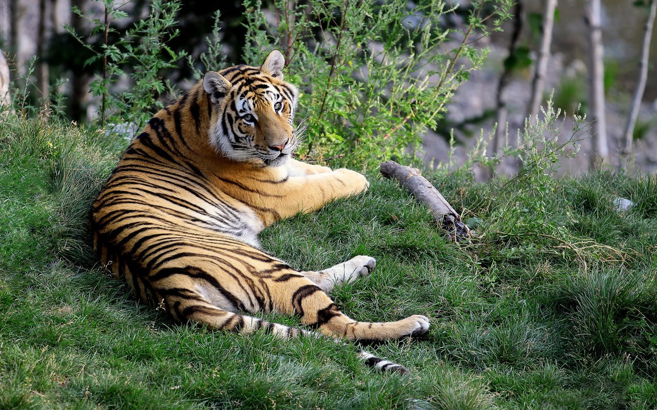 Обои тигр, бенгальский тигр, морда, трава, природа, лапы, лежит, хищник, большая кошка, tiger, bengal tiger, face, grass, nature, paws, lies, predator, big cat разрешение 1920x1280 Загрузить