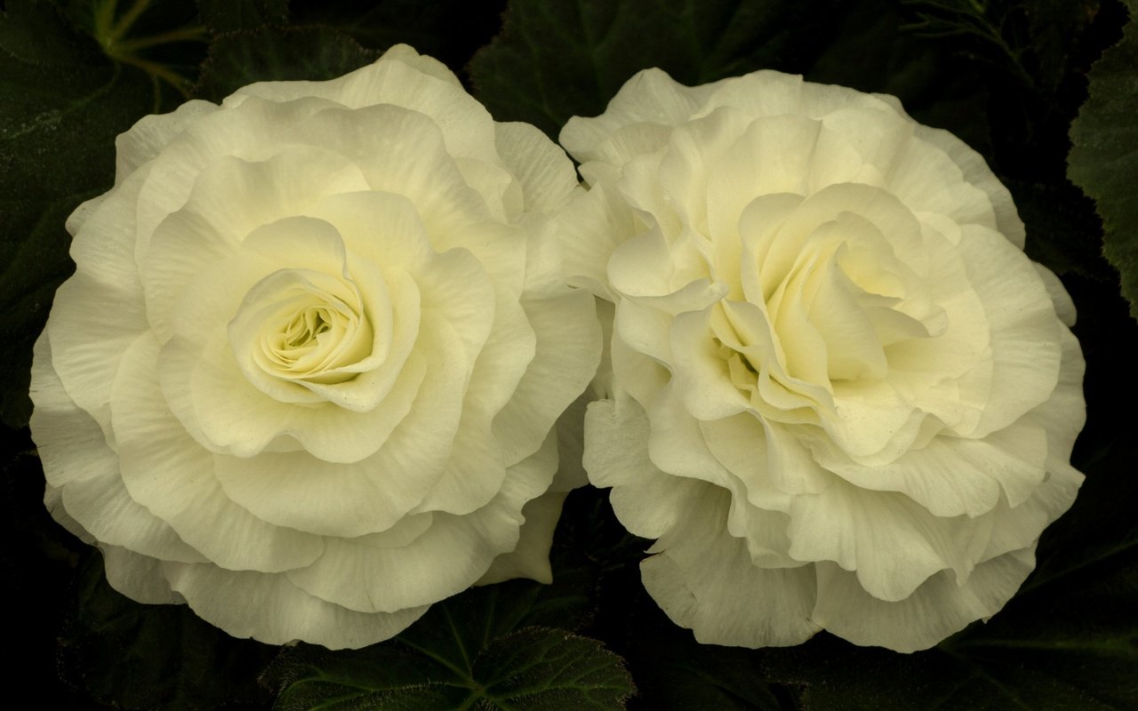 Обои цветы, лепестки, белые, бегония, flowers, petals, white, begonia разрешение 3840x2160 Загрузить