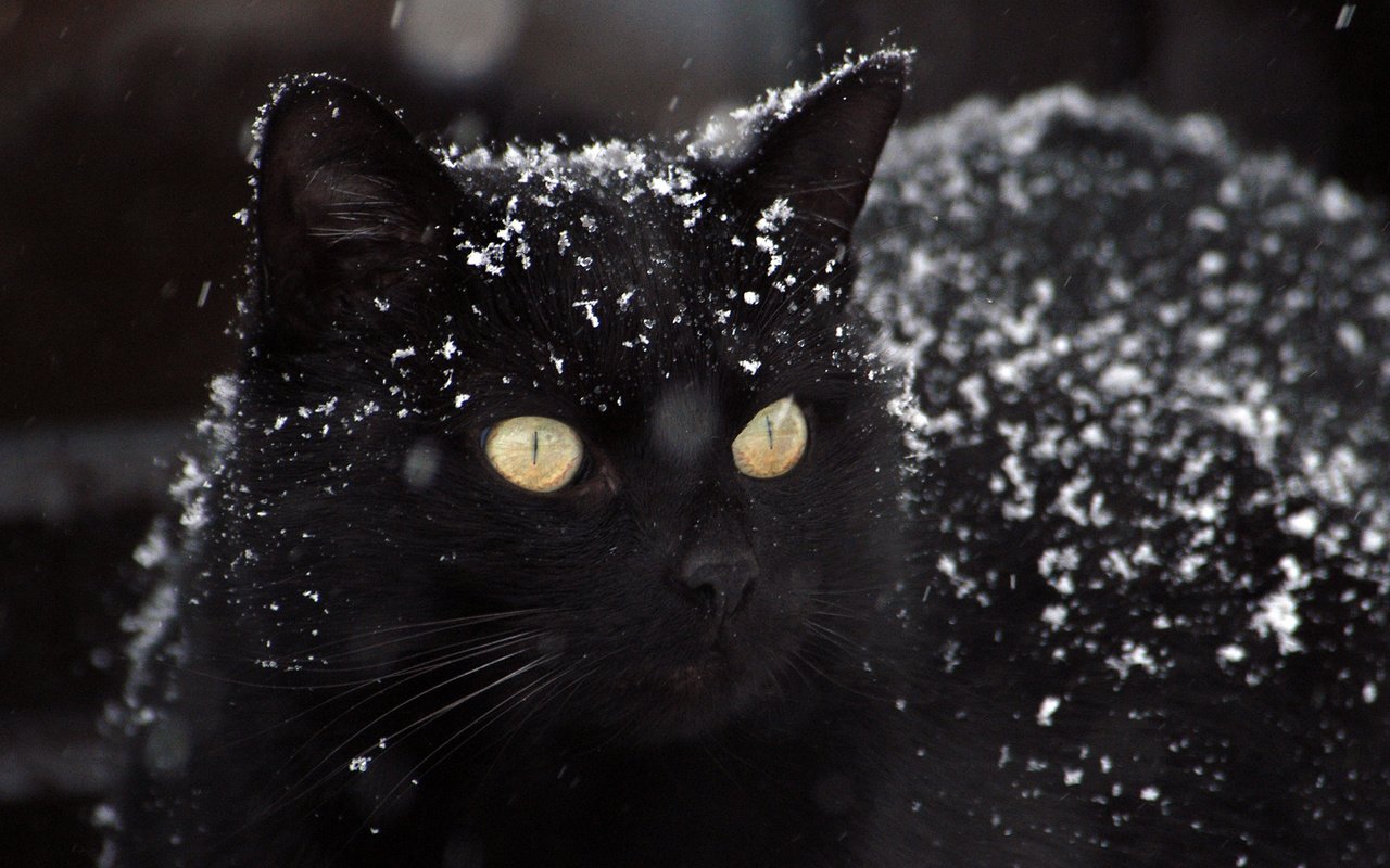 Обои глаза, снег, фон, кот, усы, кошка, взгляд, черный, eyes, snow, background, cat, mustache, look, black разрешение 2880x1800 Загрузить
