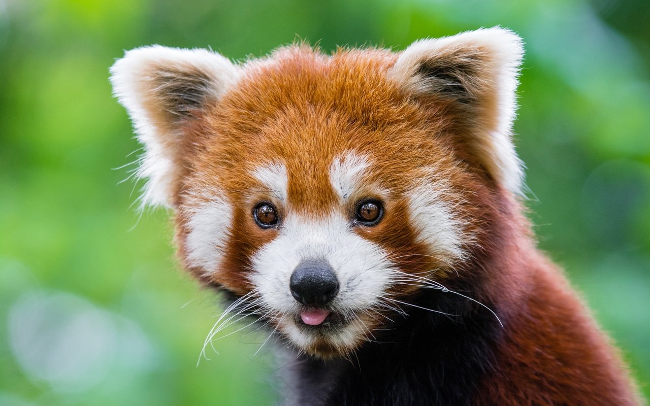 Обои мордочка, панда, красная панда, малая панда, muzzle, panda, red panda разрешение 5479x3653 Загрузить