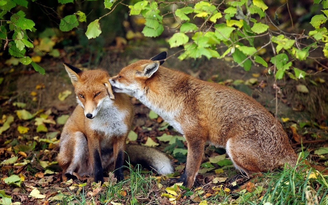 Обои трава, лиса, пара, нежность, лисицы, лисы, grass, fox, pair, tenderness, foxes разрешение 1920x1200 Загрузить