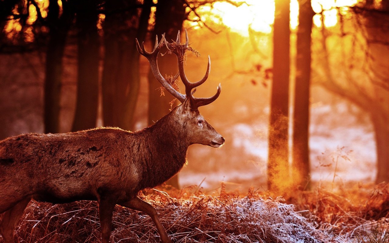 Обои деревья, лес, олень, блики, рога, солнечные лучи, trees, forest, deer, glare, horns, the sun's rays разрешение 2048x1360 Загрузить