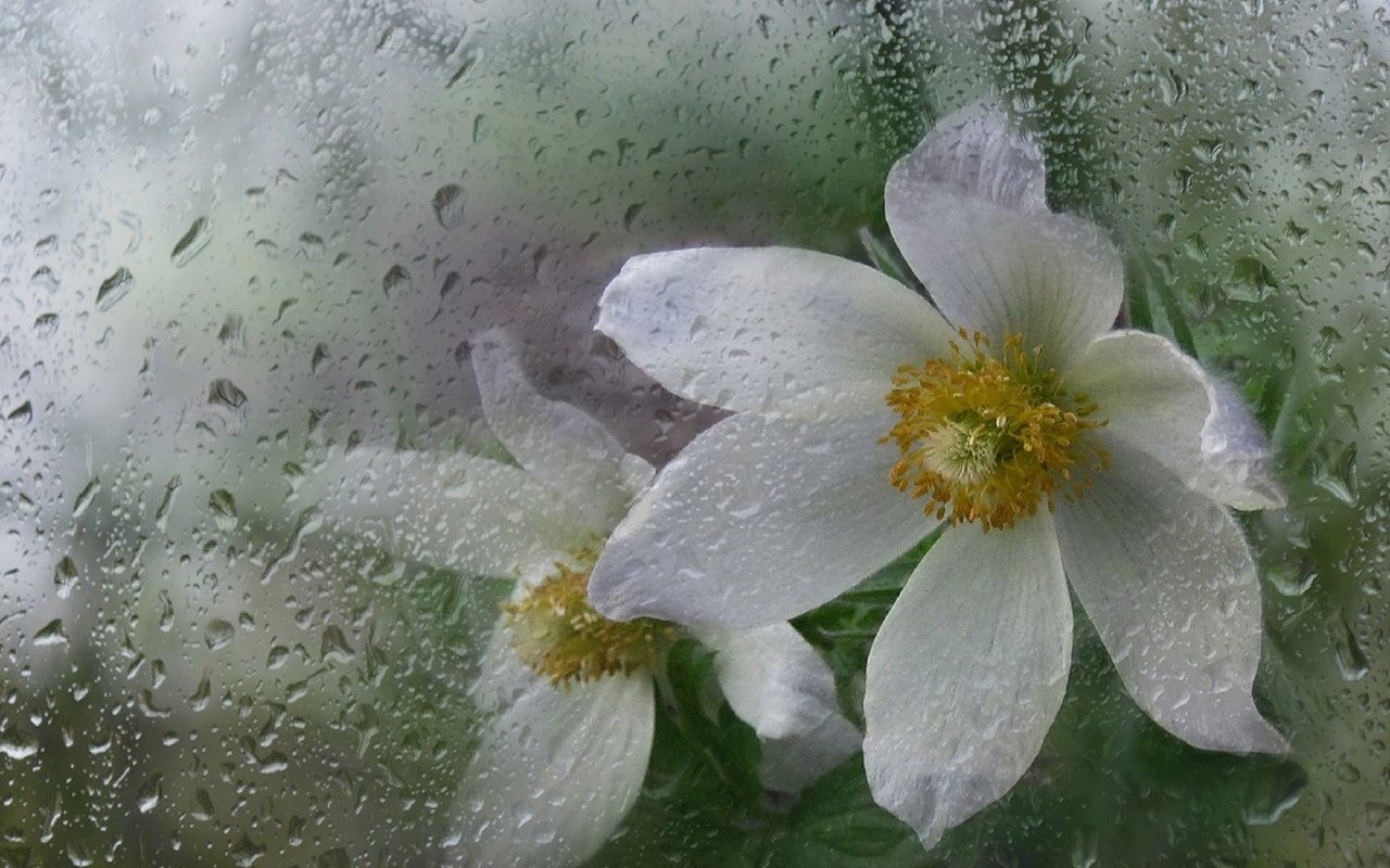 Обои цветы, макро, лепестки, белые, капли дождя, анемона, ветреница, flowers, macro, petals, white, raindrops, anemone разрешение 1920x1234 Загрузить