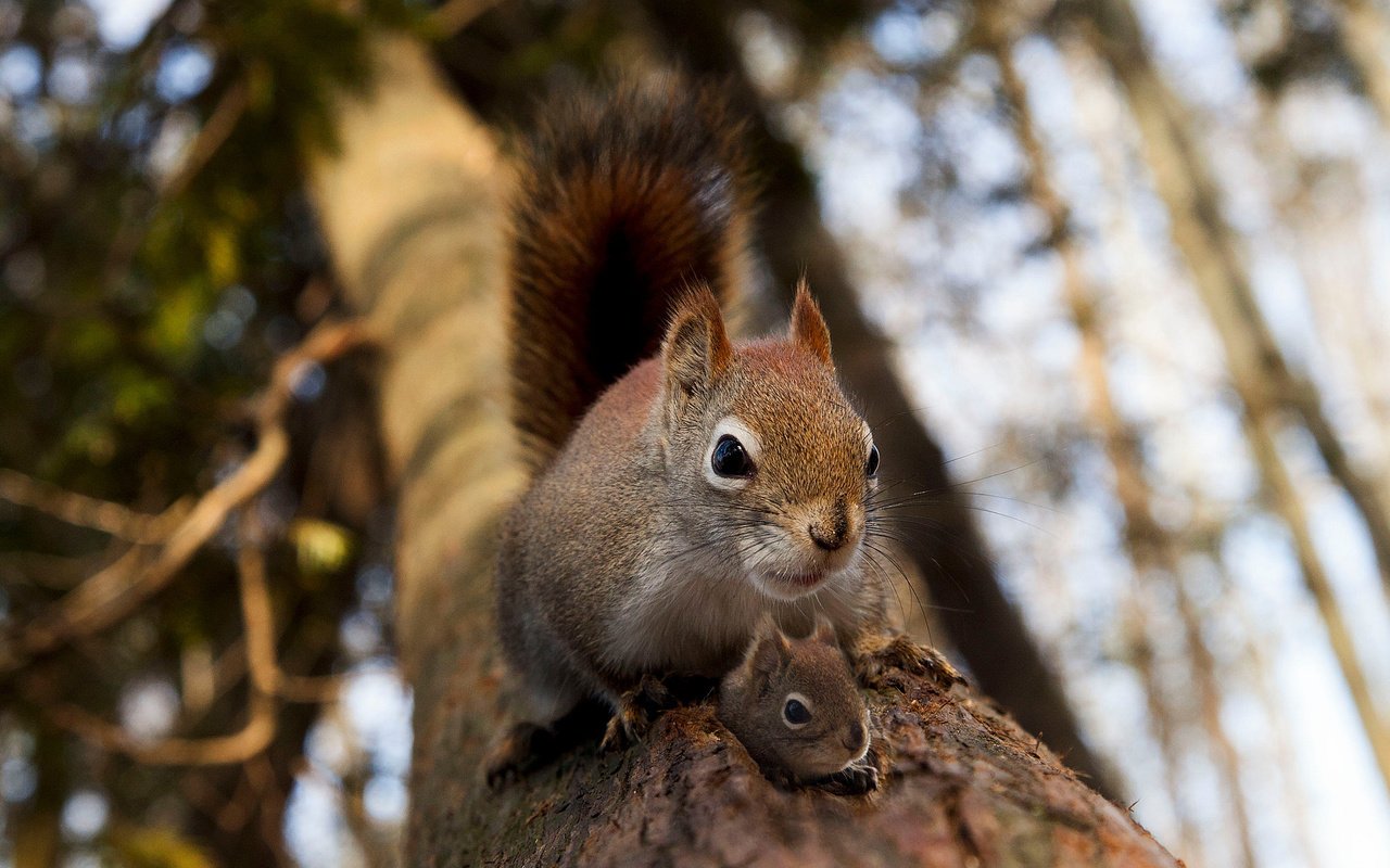 Обои дерево, животное, белка, зверек, белочка, грызун, бельчонок, tree, animal, protein, squirrel, rodent разрешение 2048x1365 Загрузить