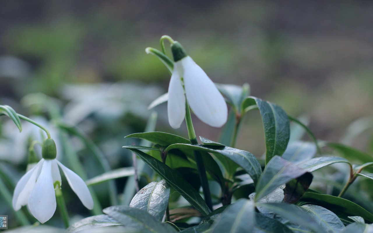 Обои природа, макро, фон, весна, подснежники, первоцвет, боке, nature, macro, background, spring, snowdrops, primrose, bokeh разрешение 3901x2195 Загрузить