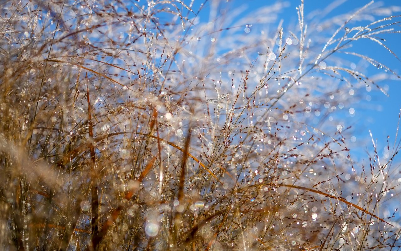 Обои небо, макро, роса, колоски, растение, боке, капли воды, the sky, macro, rosa, spikelets, plant, bokeh, water drops разрешение 4896x3264 Загрузить