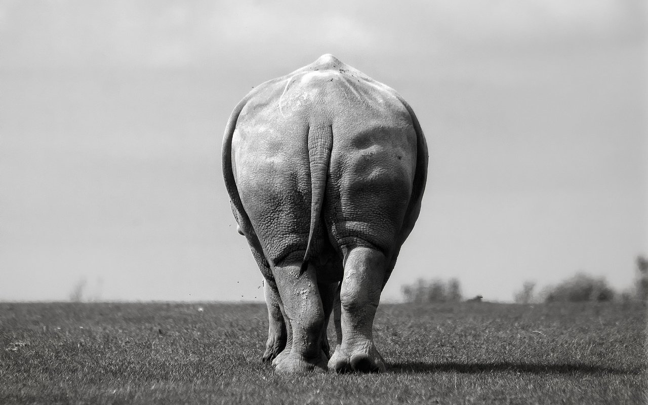 Обои слон, чёрно-белое, вид сзади, elephant, black and white, rear view разрешение 2048x1365 Загрузить