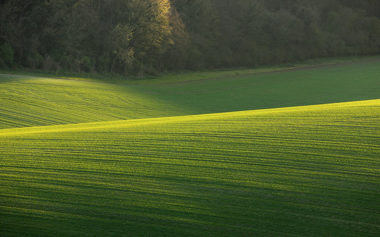 Обои трава, деревья, природа, поле, солнечный день, зеленое поле, grass, trees, nature, field, sunny day, green field разрешение 1920x1200 Загрузить