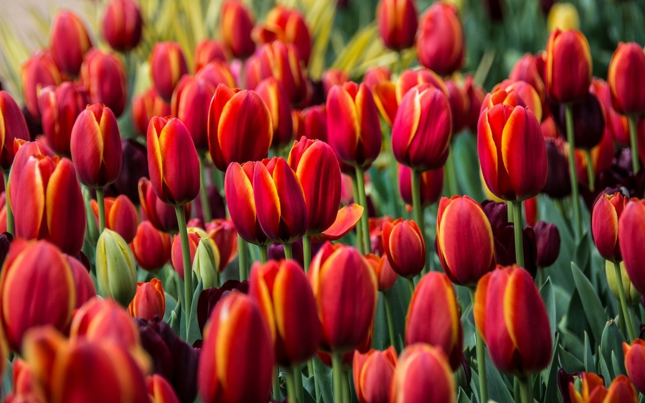 Обои цветы, бутоны, красные, тюльпаны, flowers, buds, red, tulips разрешение 2048x1177 Загрузить