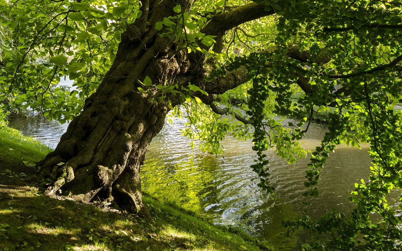 Обои озеро, дерево, листья, пейзаж, парк, ветки, lake, tree, leaves, landscape, park, branches разрешение 1920x1200 Загрузить