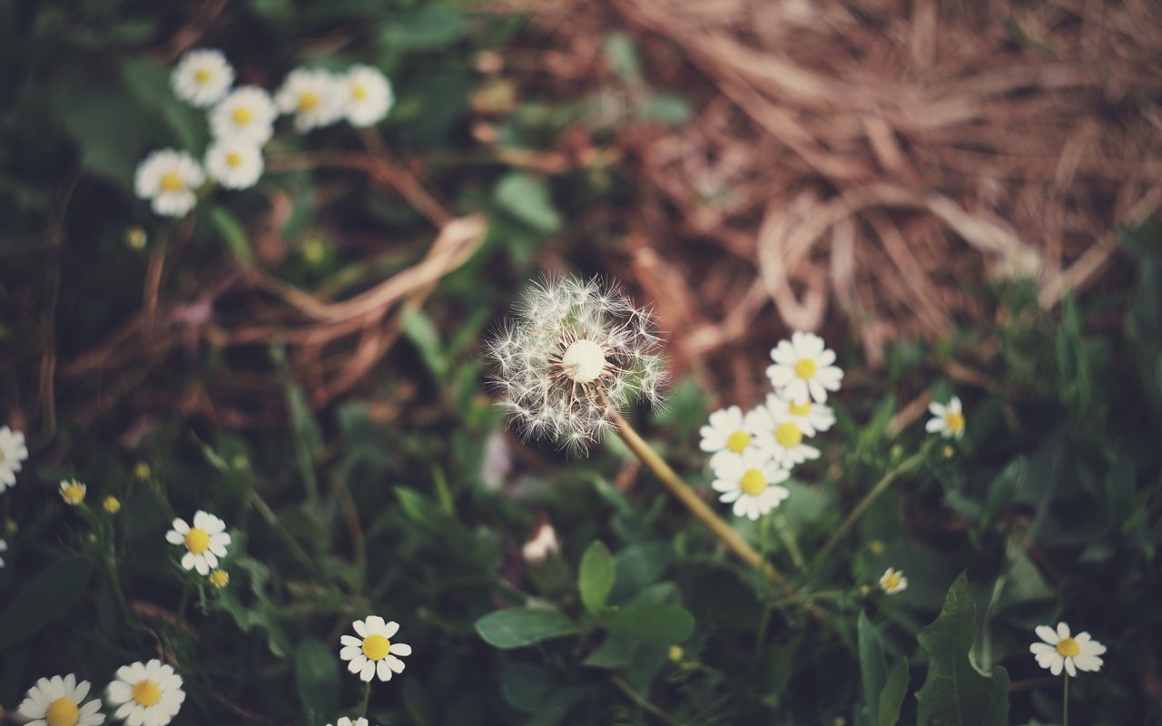 Обои цветы, трава, поляна, ромашки, одуванчик, flowers, grass, glade, chamomile, dandelion разрешение 4896x3264 Загрузить