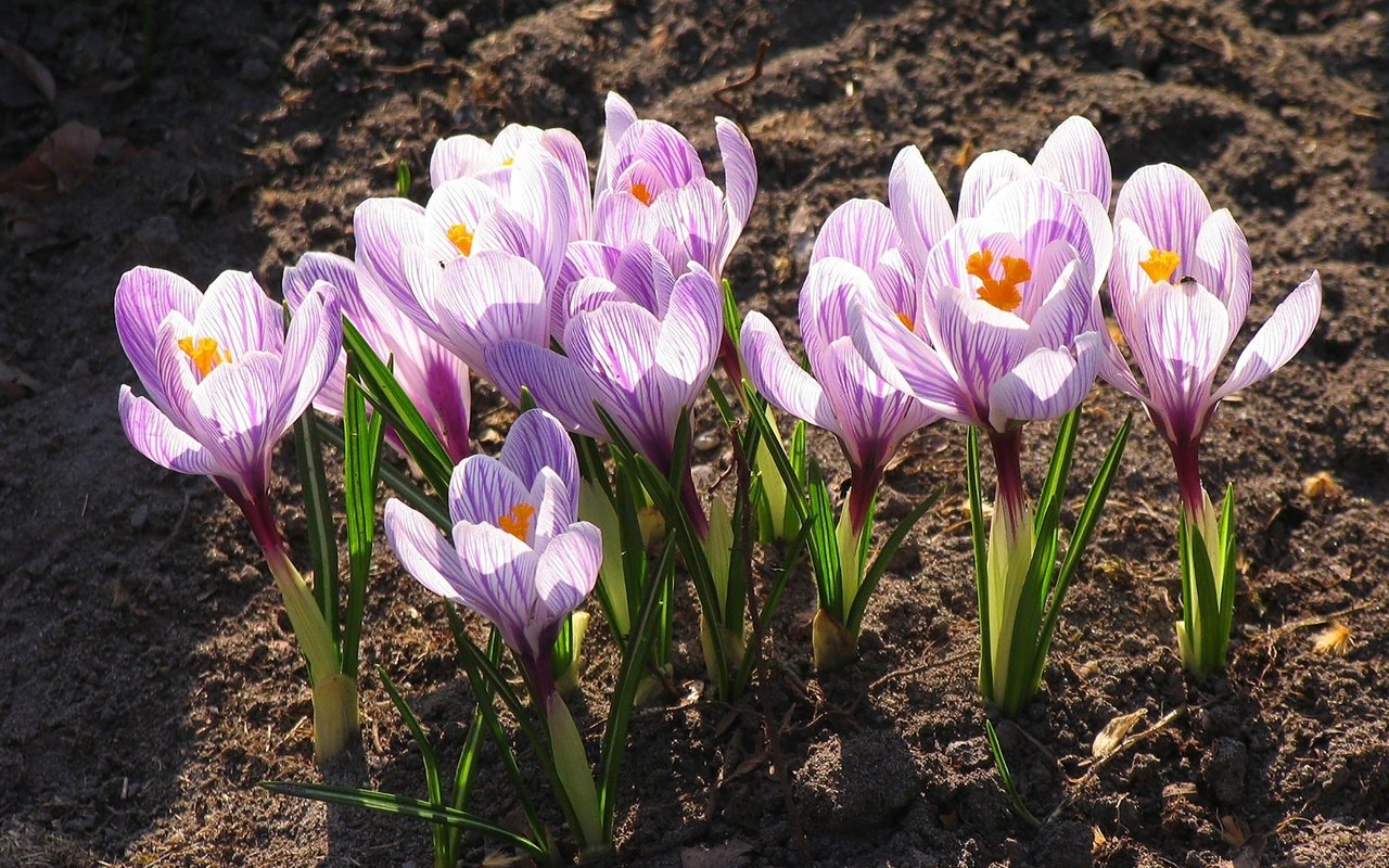 Обои цветы, цветение, листья, лепестки, весна, крокусы, flowers, flowering, leaves, petals, spring, crocuses разрешение 2000x1500 Загрузить