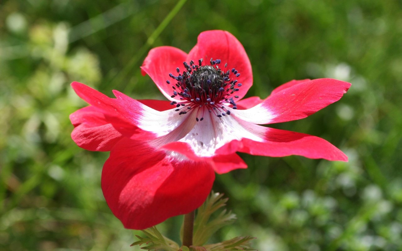 Обои природа, цветок, лепестки, анемон, nature, flower, petals, anemone разрешение 3456x2304 Загрузить