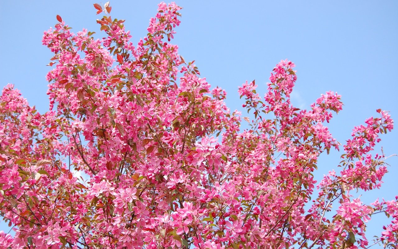 Обои небо, цветы, природа, дерево, цветение, ветки, весна, the sky, flowers, nature, tree, flowering, branches, spring разрешение 3008x2000 Загрузить