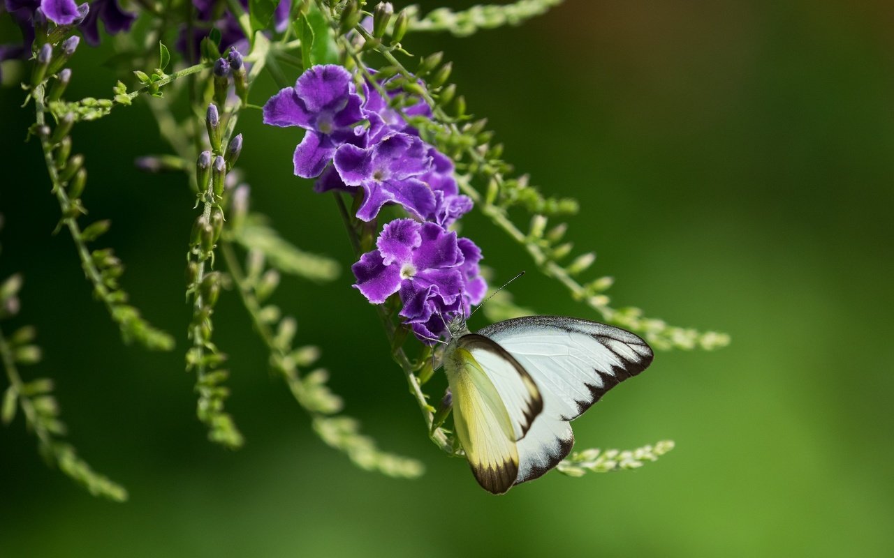 Обои насекомое, фон, бабочка, крылья, фиолетовые цветы, дуранта, insect, background, butterfly, wings, purple flowers, duranta разрешение 2048x1365 Загрузить