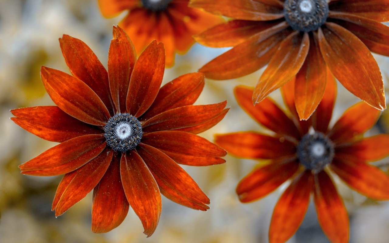 Обои цветы, фон, лепестки, рудбекия, flowers, background, petals, rudbeckia разрешение 2048x1365 Загрузить