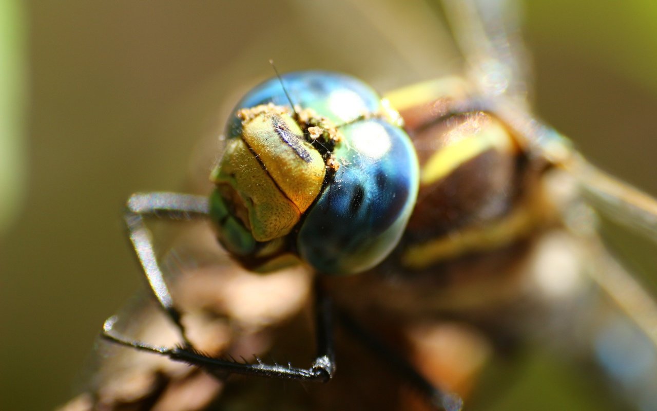 Обои глаза, макро, стрекоза, eyes, macro, dragonfly разрешение 1920x1280 Загрузить