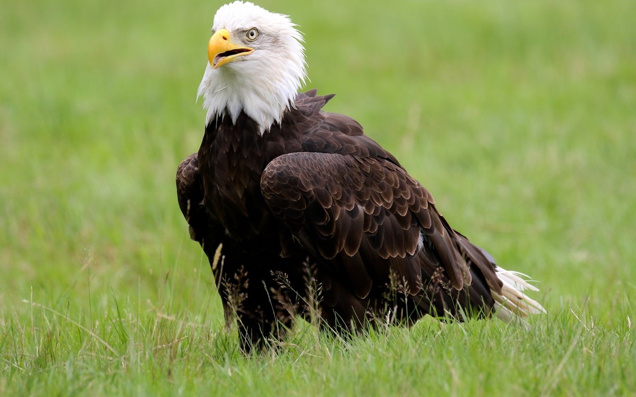 Обои трава, птица, клюв, белоголовый орлан, grass, bird, beak, bald eagle разрешение 5090x3393 Загрузить