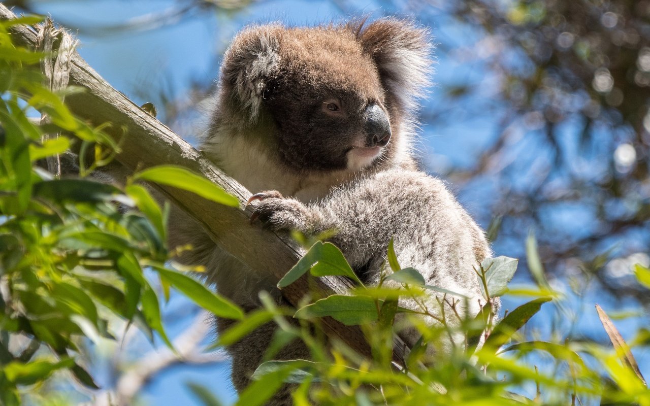 Обои дерево, листья, ветки, австралия, коала, сумчатые, эвкалипт, tree, leaves, branches, australia, koala, marsupials, eucalyptus разрешение 3552x1998 Загрузить