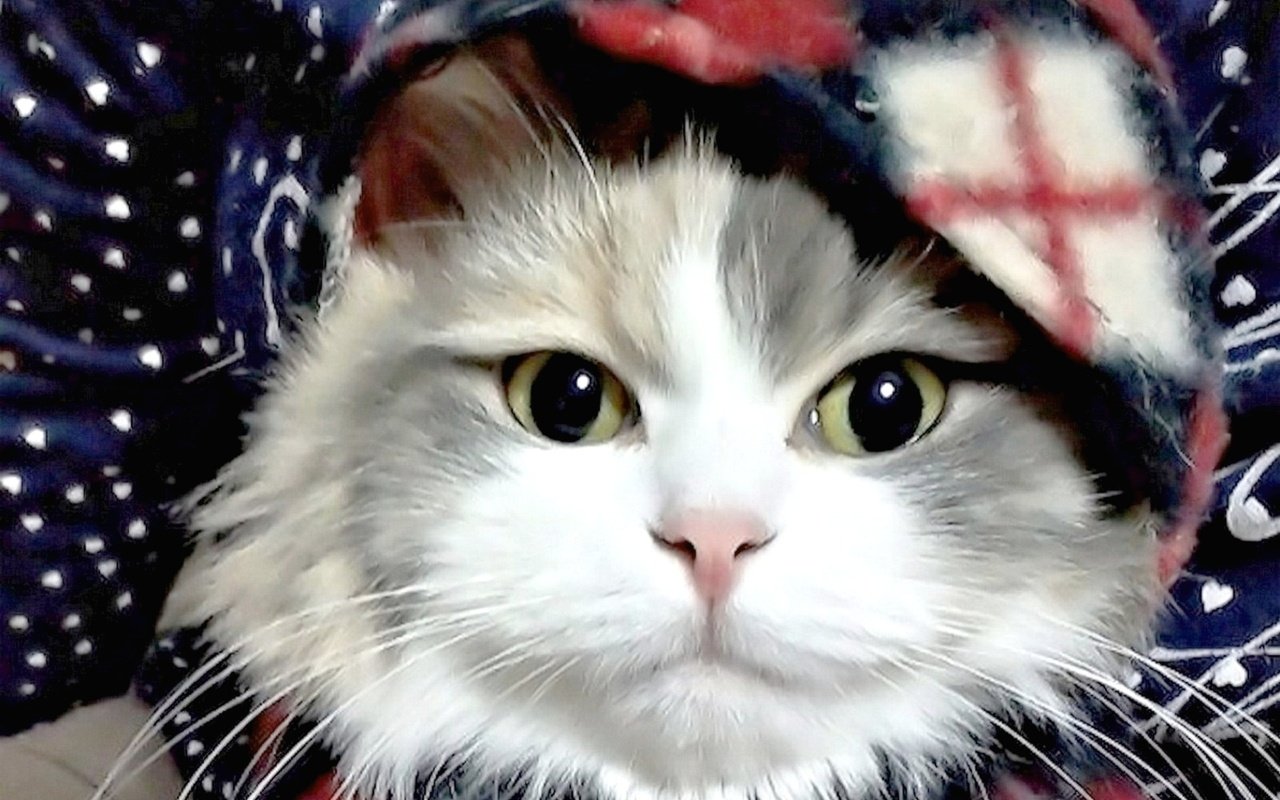 Обои фон, кот, мордочка, усы, кошка, взгляд, шарф, background, cat, muzzle, mustache, look, scarf разрешение 1920x1536 Загрузить