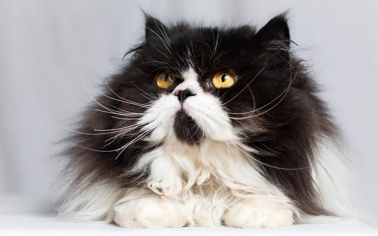 Обои кот, мордочка, усы, кошка, взгляд, пушистая, персидская кошка, cat, muzzle, mustache, look, fluffy, persian cat разрешение 1920x1290 Загрузить