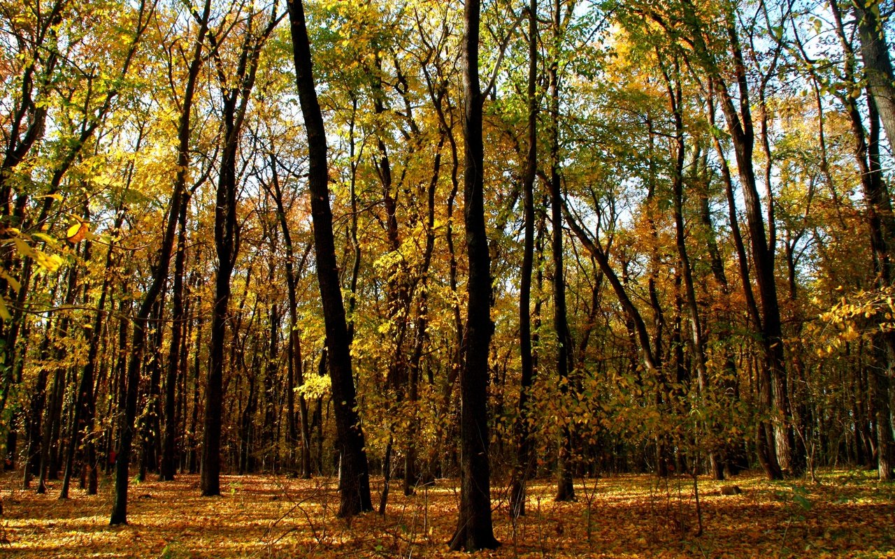 Обои деревья, лес, листья, ветки, стволы, осень, trees, forest, leaves, branches, trunks, autumn разрешение 3888x2592 Загрузить