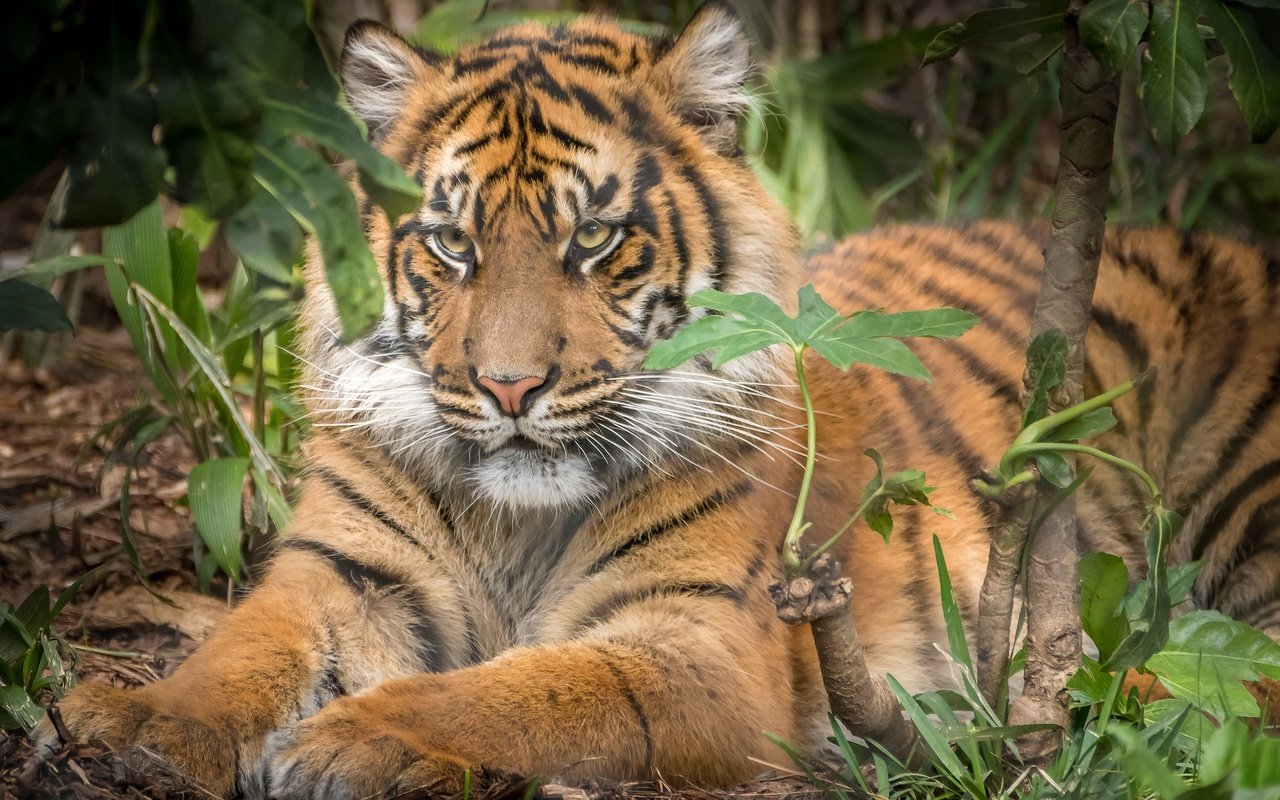 Обои тигр, хищник, животное, зверь, tiger, predator, animal, beast разрешение 2048x1365 Загрузить