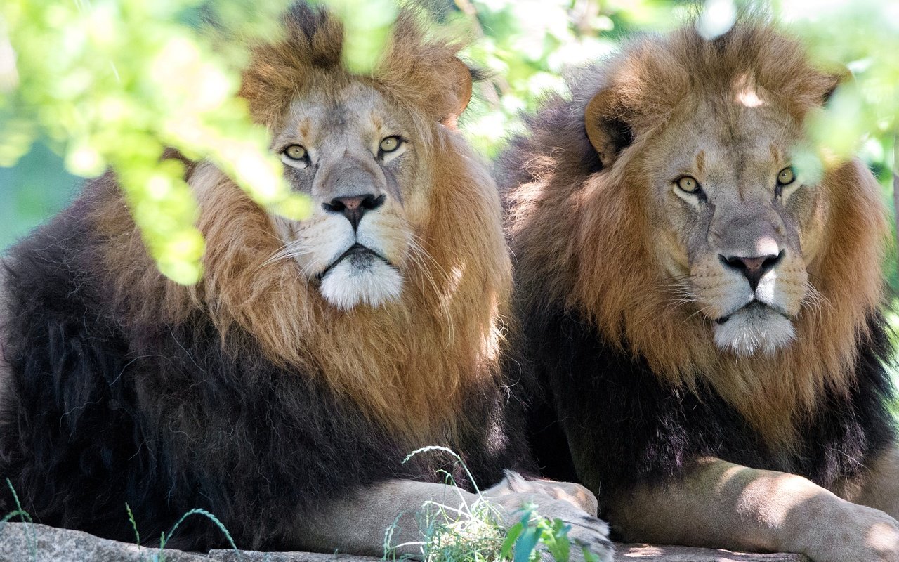 Обои морда, взгляд, львы, хищники, братья, дикая кошка, face, look, lions, predators, brothers, wild cat разрешение 4473x2982 Загрузить