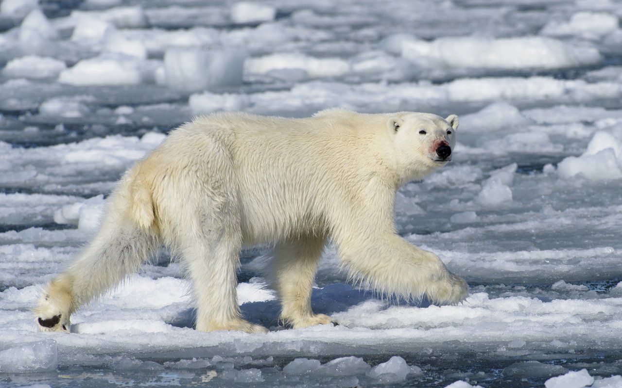 Обои вода, полярный медведь, медведь, лёд, белый медведь, полярные льды, water, polar bear, bear, ice разрешение 5482x3655 Загрузить