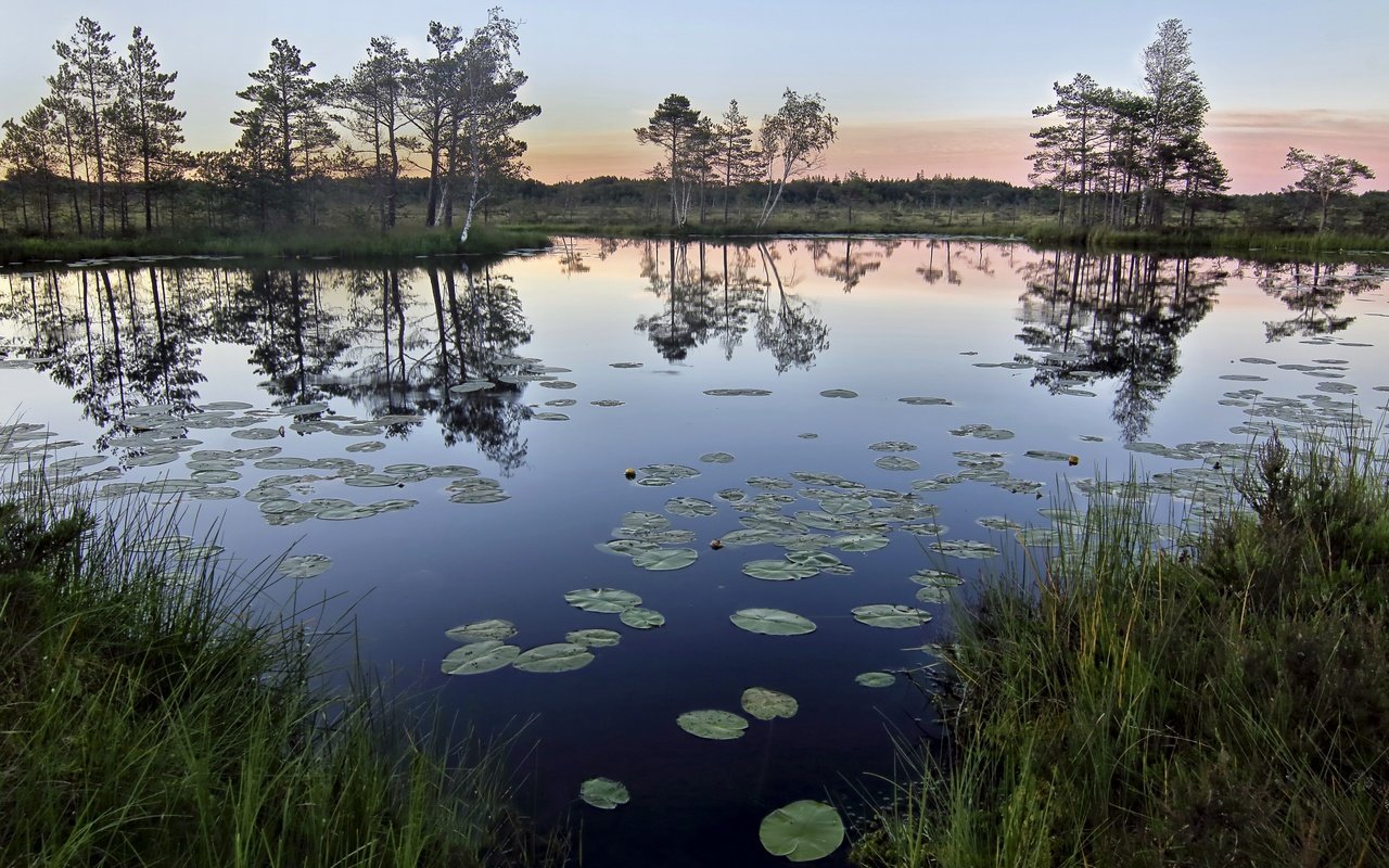 Обои трава, деревья, озеро, природа, отражение, утро, горизонт, grass, trees, lake, nature, reflection, morning, horizon разрешение 2560x1694 Загрузить