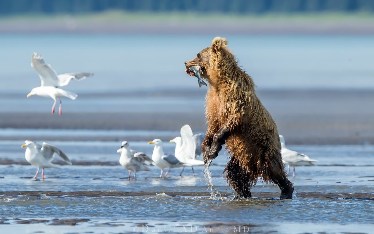 Обои вода, река, медведь, птицы, чайки, рыба, water, river, bear, birds, seagulls, fish разрешение 2048x1365 Загрузить