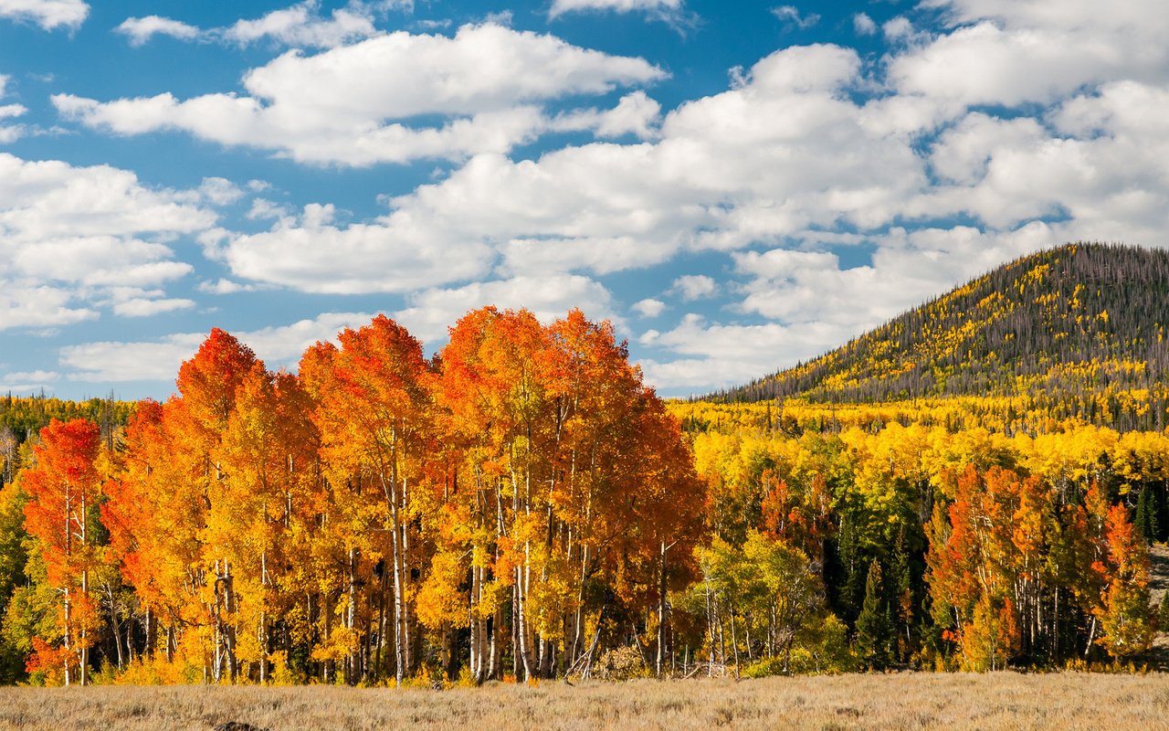 Обои деревья, лес, листья, осень, холм, trees, forest, leaves, autumn, hill разрешение 1920x1200 Загрузить