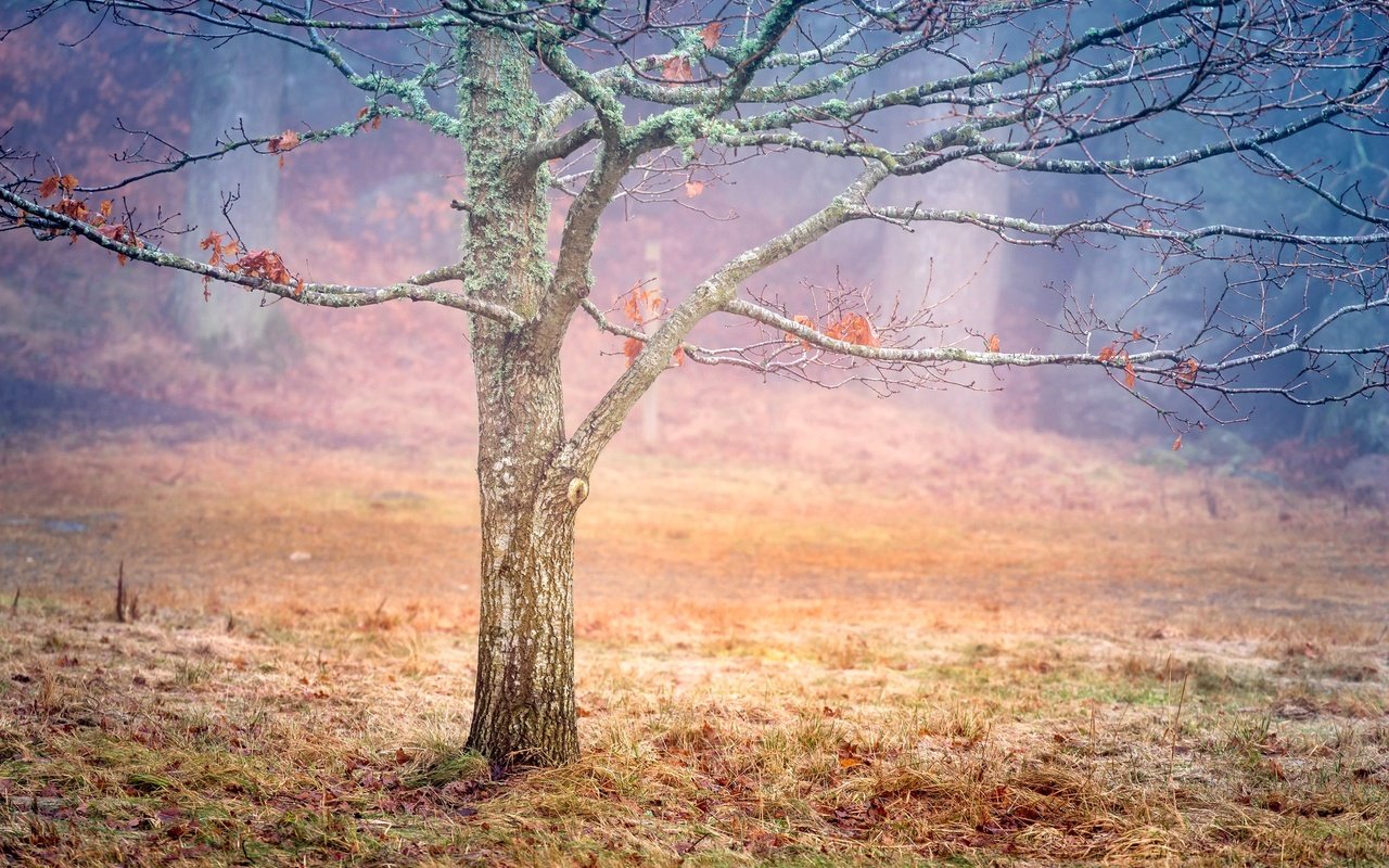 Обои дерево, листья, осень, швеция, дымка, tree, leaves, autumn, sweden, haze разрешение 2048x1367 Загрузить