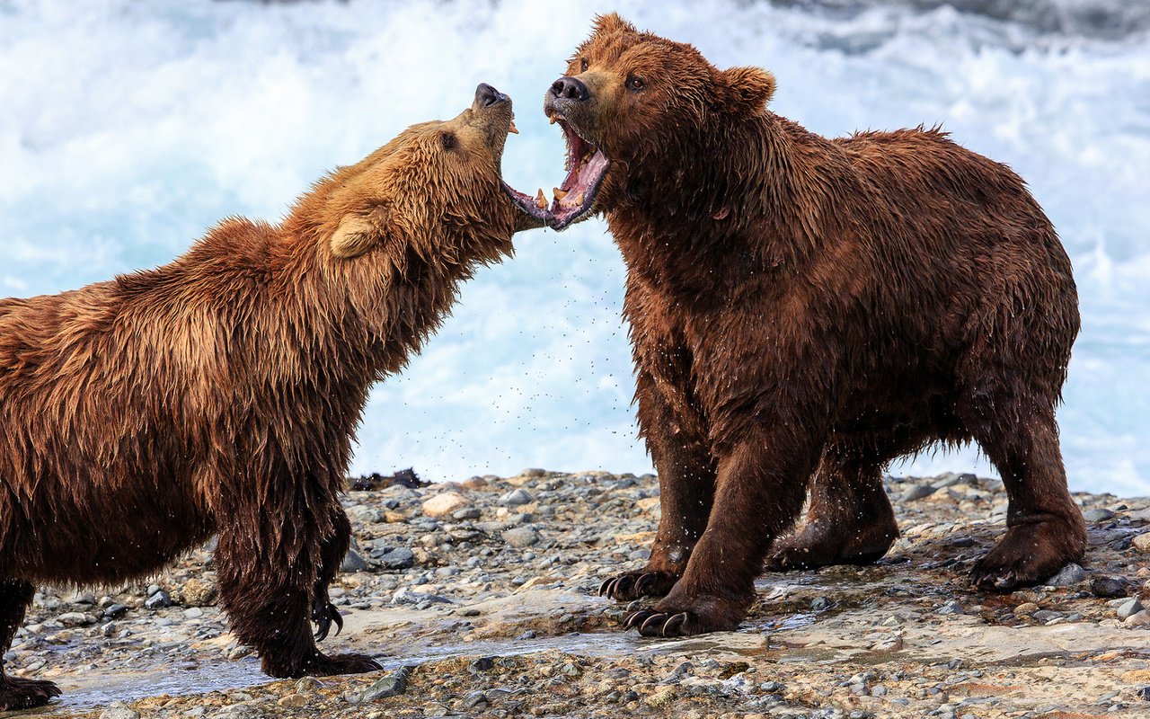 Обои медведь, медведи, аляска, гризли, david swindler, bear, bears, alaska, grizzly разрешение 1920x1200 Загрузить