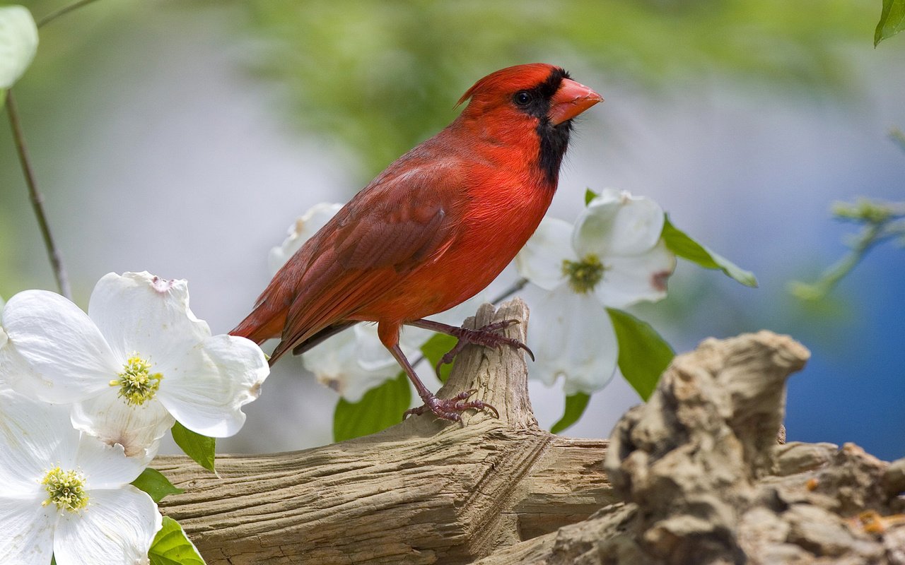 Обои цветы, птица, клюв, весна, перья, кардинал, жасмин, flowers, bird, beak, spring, feathers, cardinal, jasmine разрешение 1920x1080 Загрузить