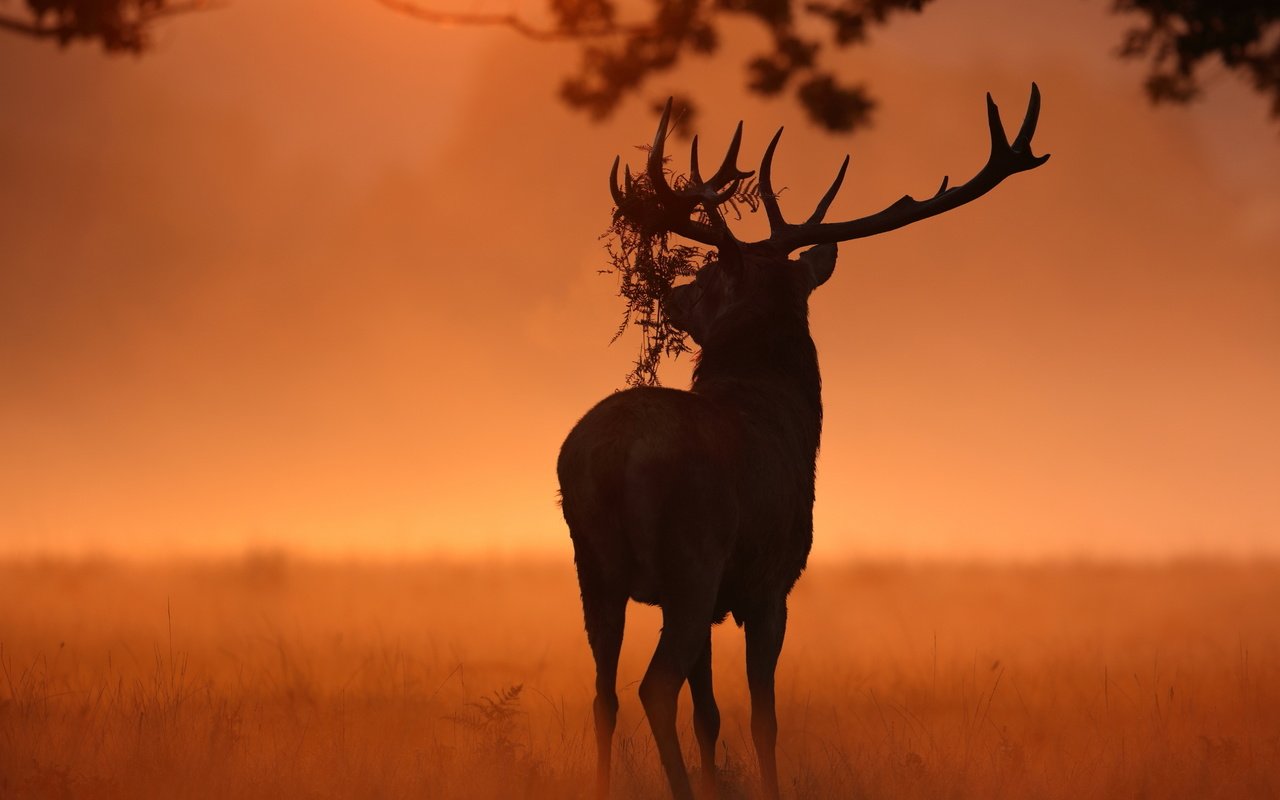 Обои природа, олень, животное, рога, солнечный свет, nature, deer, animal, horns, sunlight разрешение 2560x1707 Загрузить