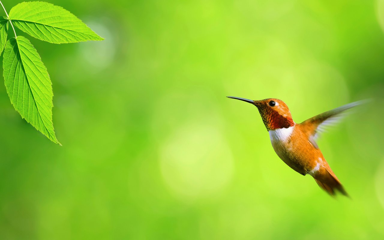 Обои колибри, hummingbird разрешение 3000x1728 Загрузить