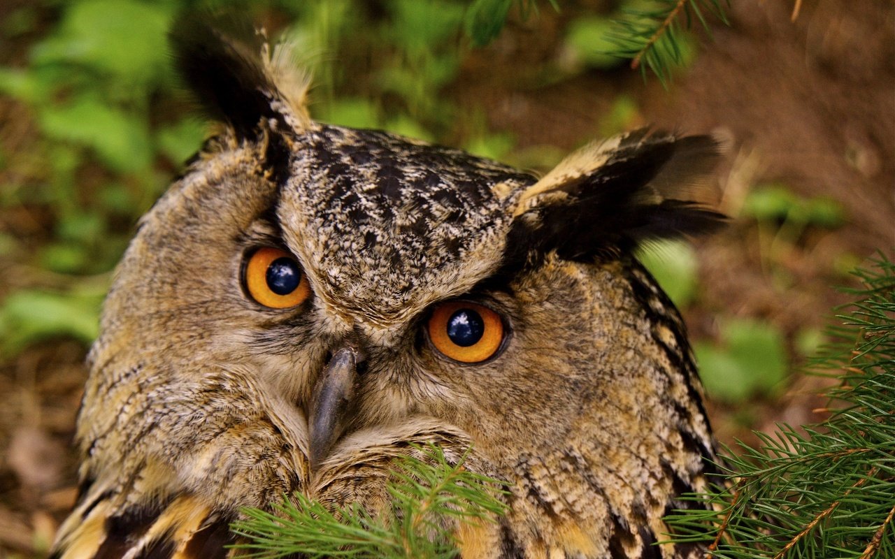 Обои глаза, сова, хвоя, птица, клюв, перья, филин, eyes, owl, needles, bird, beak, feathers разрешение 2048x1365 Загрузить
