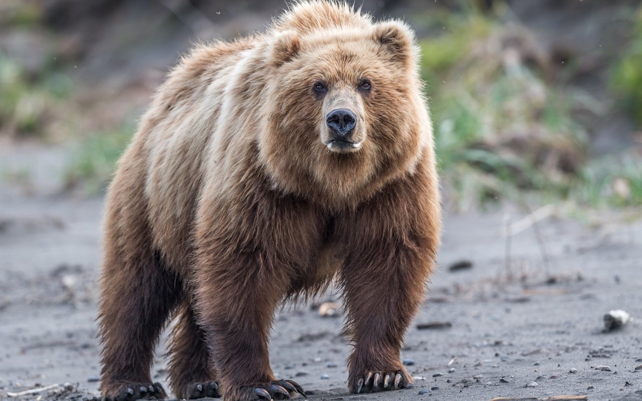 Обои взгляд, медведь, дикая природа, бурый медведь, look, bear, wildlife, brown bear разрешение 2500x1667 Загрузить