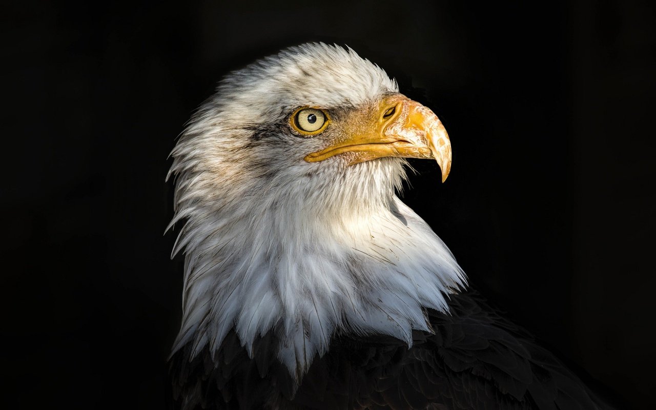 Обои портрет, орел, птица, клюв, черный фон, перья, белоголовый орлан, portrait, eagle, bird, beak, black background, feathers, bald eagle разрешение 2048x1365 Загрузить