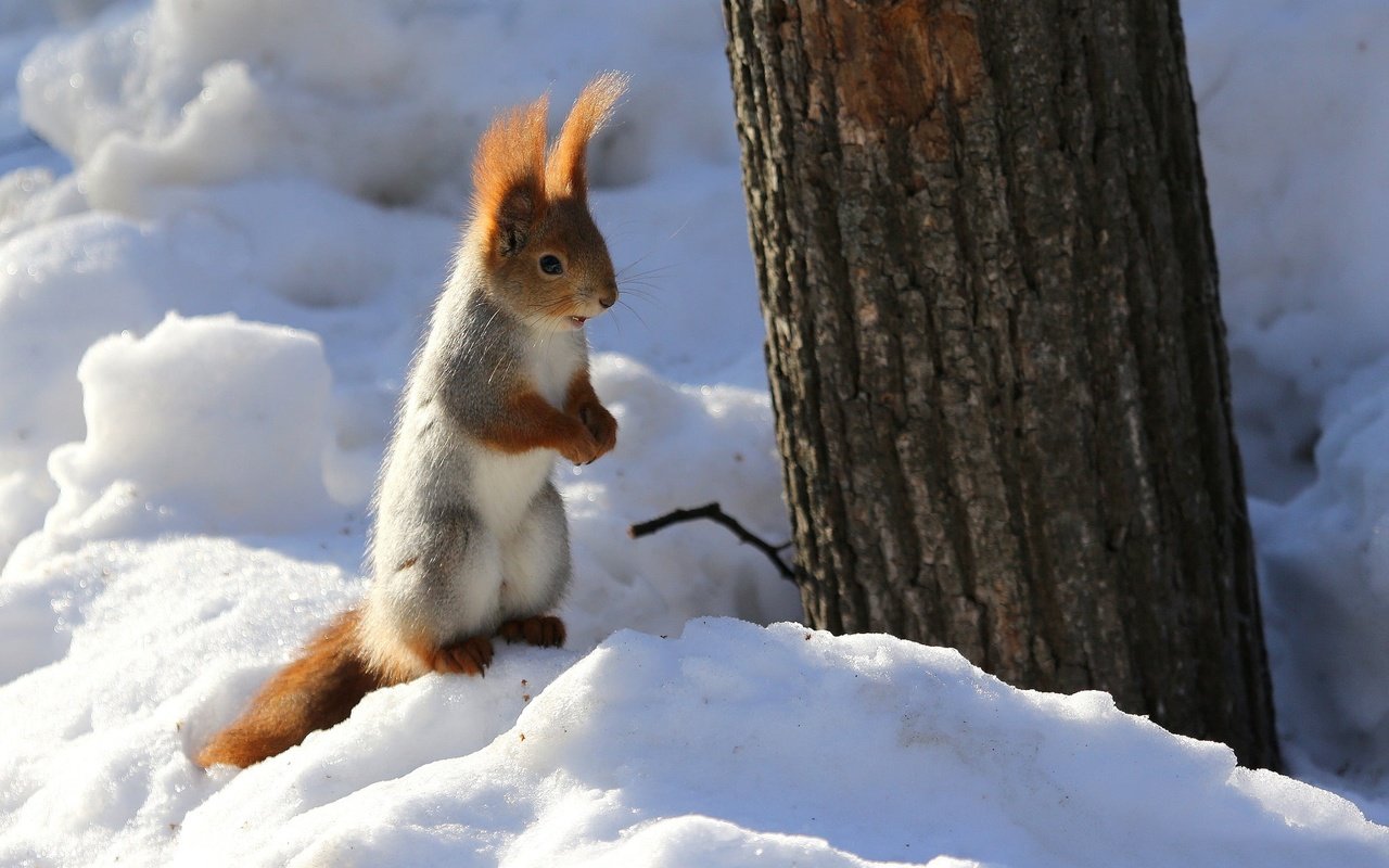 Обои снег, природа, дерево, зима, животное, ствол, белка, грызун, snow, nature, tree, winter, animal, trunk, protein, rodent разрешение 2048x1307 Загрузить