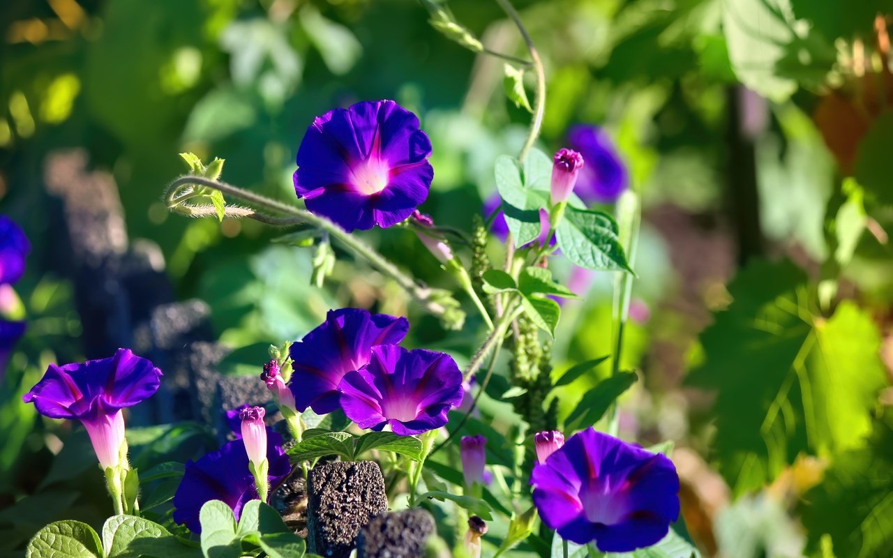 Обои цветы, фиолетовый, вьюнок, ипомея, цветы скачено: 0, flowers, purple, bindweed, morning glory разрешение 5184x3456 Загрузить