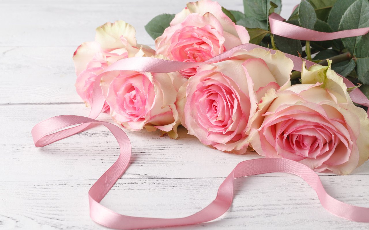 Обои цветы, бутоны, розы, лепестки, розовые, лента, flowers, buds, roses, petals, pink, tape разрешение 5616x3744 Загрузить