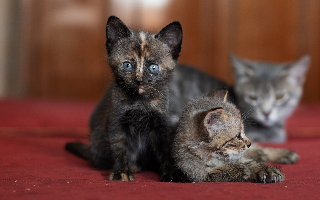 Обои мордочка, взгляд, котенок, кошки, мама, котята, боке, muzzle, look, kitty, cats, mom, kittens, bokeh разрешение 2000x1333 Загрузить