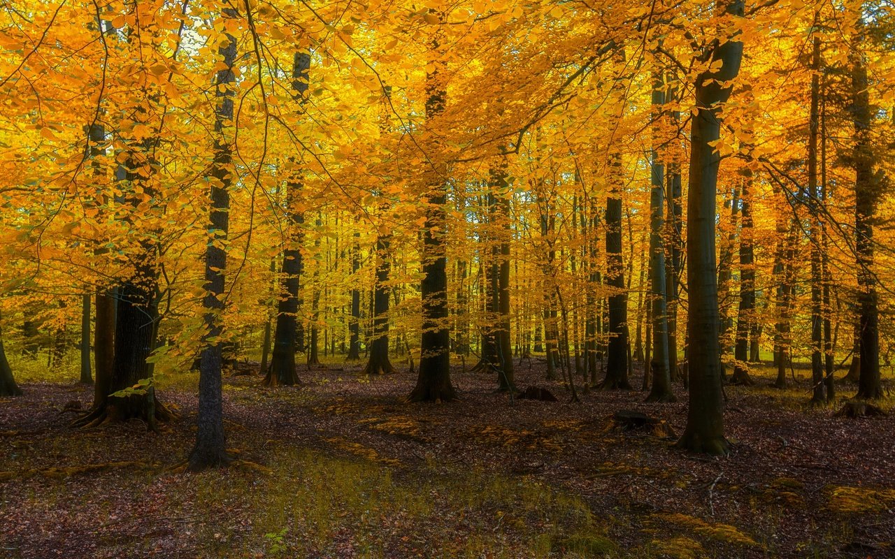 Обои природа, лес, nature, forest разрешение 3840x2160 Загрузить