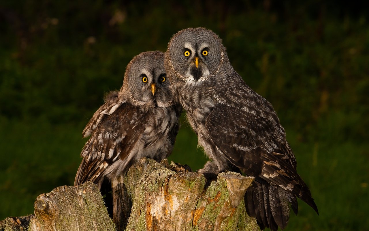 Обои сова, взгляд, птицы, темный фон, пень, совы, неясыть, owl, look, birds, the dark background, stump, owls разрешение 5075x3388 Загрузить