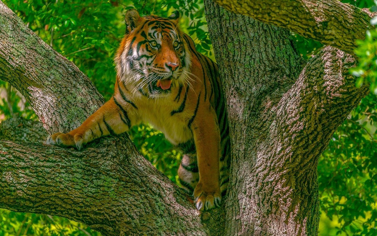 Обои тигр, дерево, кошка, хищник, tiger, tree, cat, predator разрешение 2048x1152 Загрузить