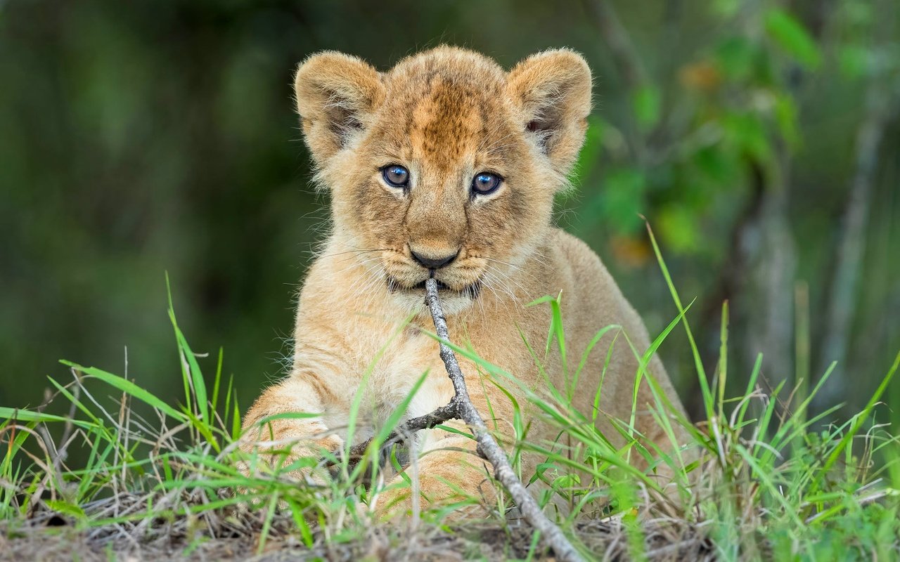 Обои трава, ветка, взгляд, котенок, сидит, мордашка, малыш, львёнок, grass, branch, look, kitty, sitting, face, baby, lion разрешение 2000x1334 Загрузить
